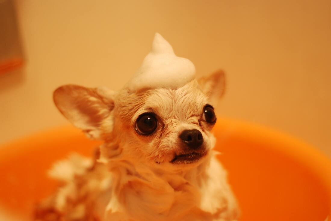 cute wet chihuahua in bath tub with bubbles on head