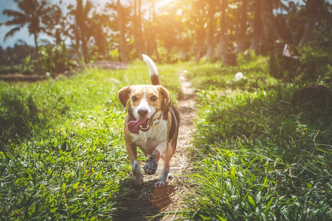 Happy beagle dog with a microchip running down a path surrounded by green grass and sunshine
