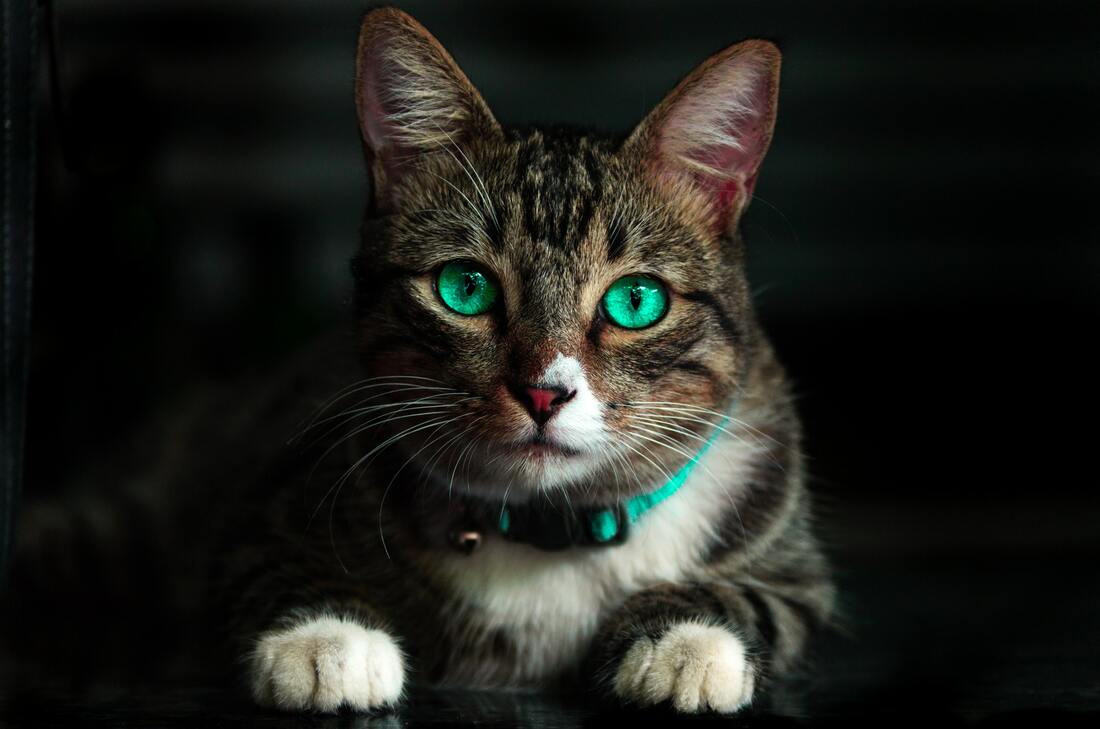 tabby cat with brilliant green eyes and collar at vet for vaccines/shots