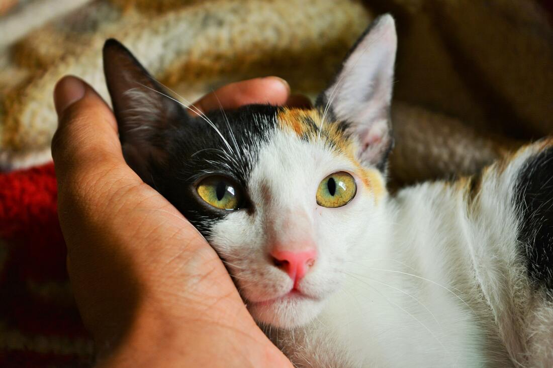 Calico cat with green eyes being held by hands at veterinary hospital