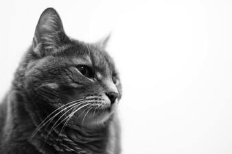 happy grey cat at vet