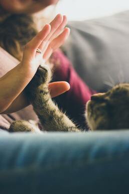 cat holding hands with owner lovingly
