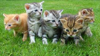 five adorable grey and orange striped kittens in the grass that need spayed or neutered